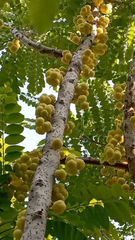 mantep buat rujakan 🤤 #fypシ゚ #viral #fruit #cermai 