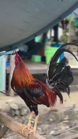 🥰( pure switer) #fypppppppppppppppppppppppp #kakigetar #popeygraymarklimbizkit🇵🇭🇵🇭 #CapCut 