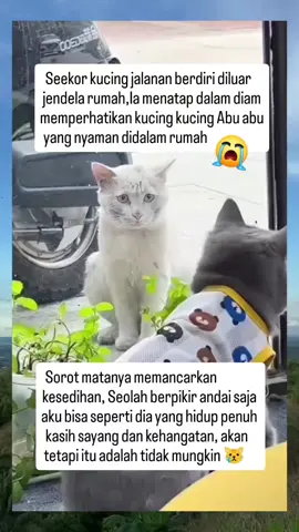 #fyp #kucinglucu #lucubanget #catlover #kucinggemoy 