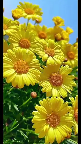 #موسيقى_ورود #بعيد_عنك #بليغ_حمدى #أم_كلثوم #حب 