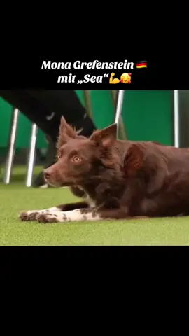 Mona Grefenstein 🇩🇪mit Infinity Light Powerful Sea #iqdogsport #agility #bordercollie #agilitydog #crufts  @mona.grefenstein auf yt🙏💪