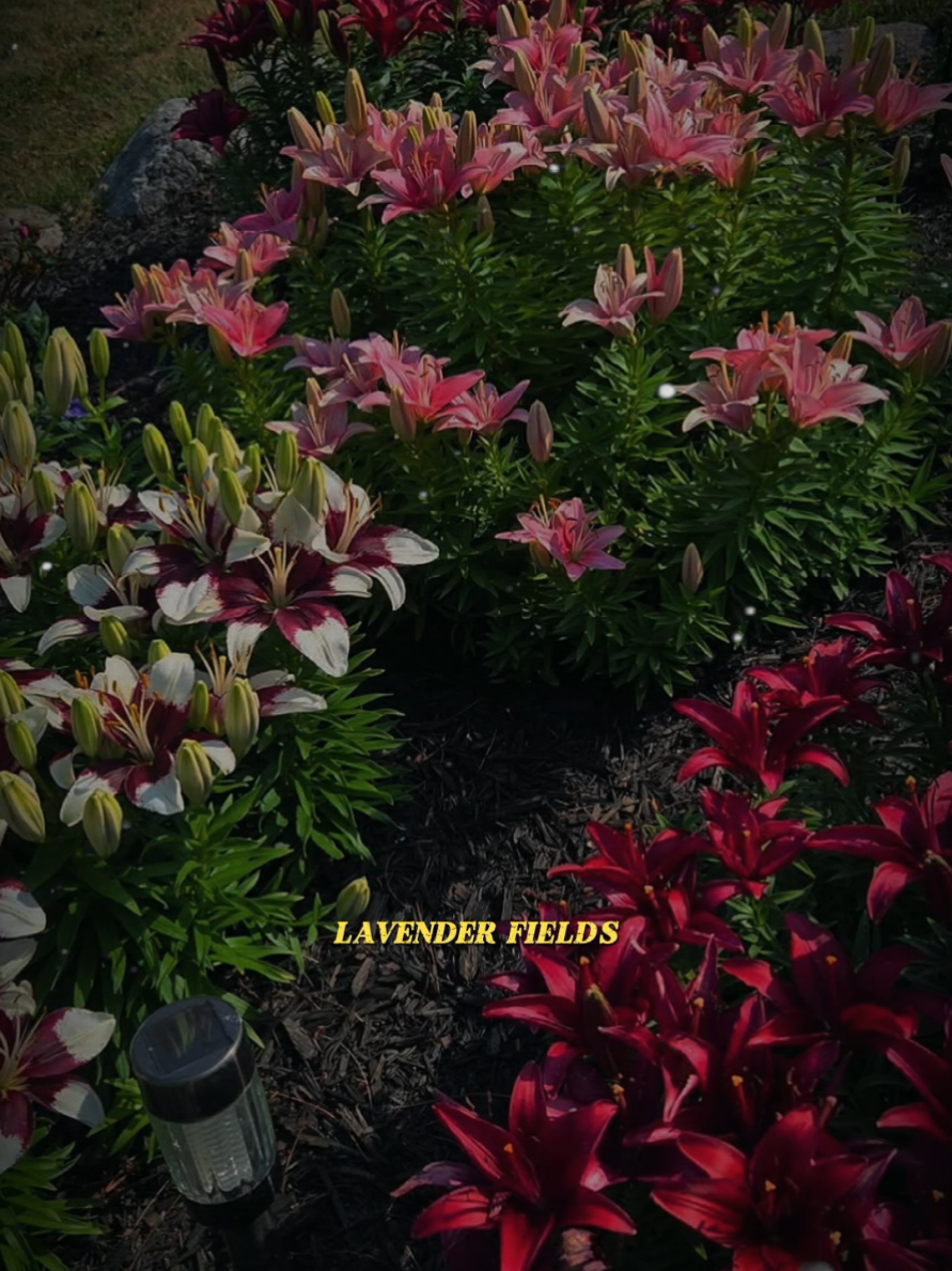 Lavender fields:#capcut #capcutpioneer #pioneertemplate #blues #tramblues 