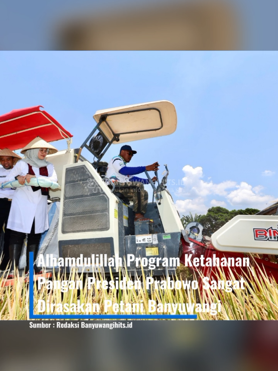 Program ketahanan pangan yang dijalankan Presiden Prabowo Subianto mulai memberikan hasil nyata: pupuk tersedia lancar dan harga gabah di pasaran menembus di atas Harga Pembelian Pemerintah (HPP). Hal ini diungkapkan para petani saat berdialog dengan Bupati Banyuwangi Ipuk Fiestiandani di area persawahan Desa Mangir, Kecamatan Rogojampi. Buniman, petani dari Desa Mangir, mengaku kini lebih mudah berusaha tani. Rabu (24/9/2025). 