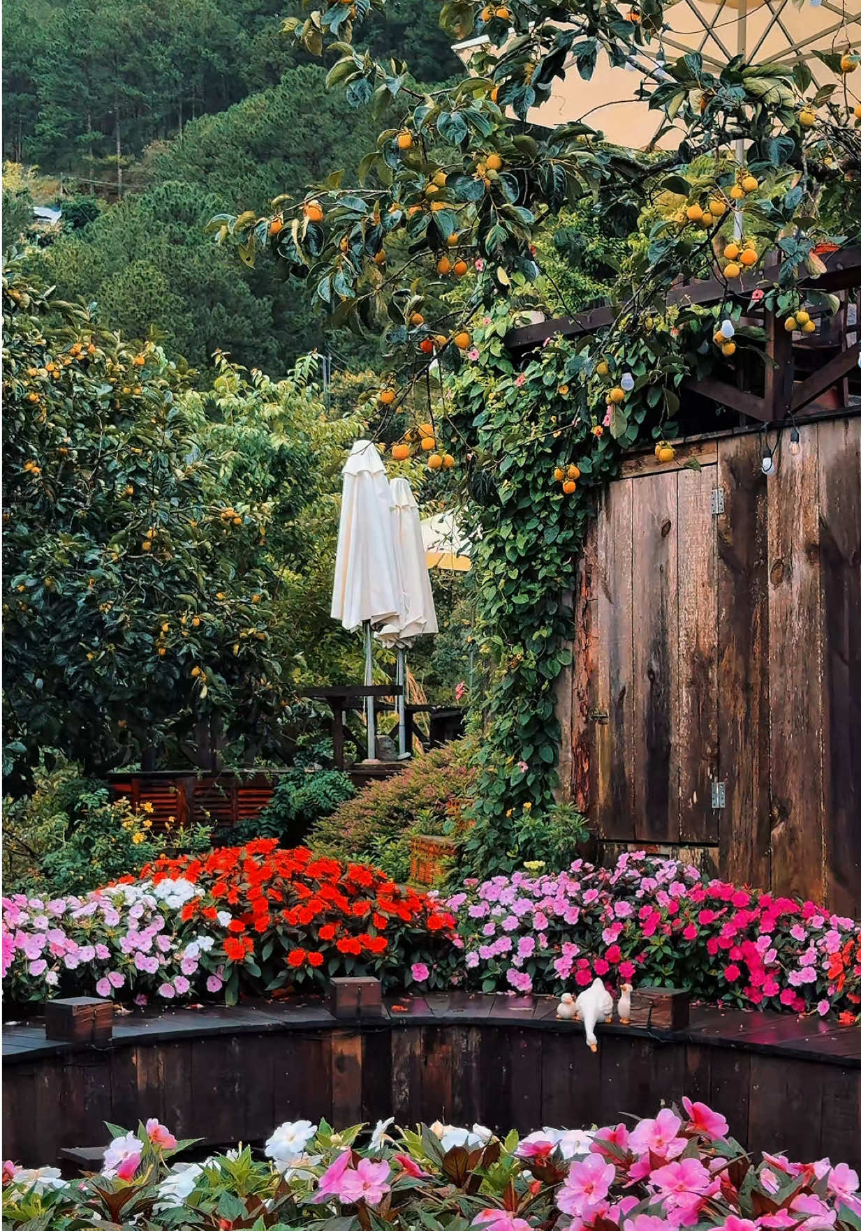 Chiếc lá vàng rơi, trái hồng chín căng mọng, mùa thu Đà Lạt có thể khiến người ta si mê.. #dalat #reviewdalat #thenhthang #caphethenhthang #hongdalat 