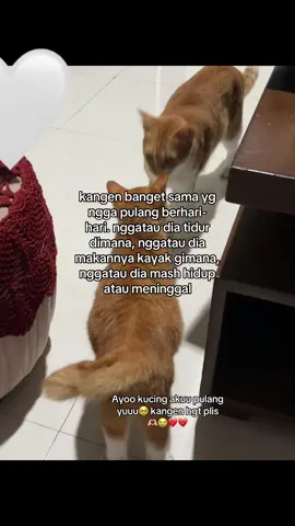 Ayooo kucingkuu pulangg yuuu🥹🫶🏻💔💔 kamgennn bgttt