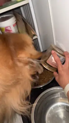 #Dog #Chó #Venezuela #pet #xinvía 