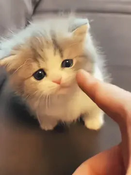 cưng xỉu#cats #kitty #kittycat #petlover #petticoat 