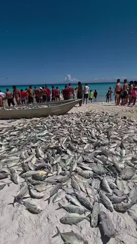 cá biển tại nước ngoài  overseas marine fish #fyp #xuhuong #foyou #tiktokvideo #tiktokgiaitri 