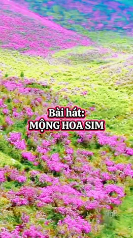 Mộng hoa sim. #nhachaymoingay #nhachay #nhacremix #xuhuong 