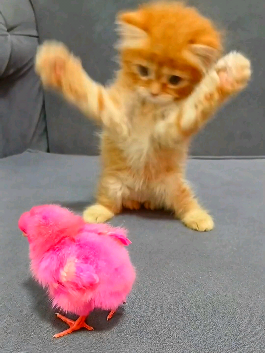 funny kitten with colorful chick #funnyanimals #funnycat  #meow_cat #funnu_kitten  #funny_cat_and_chick