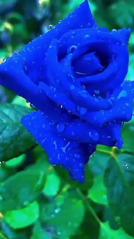 #bungamawar #bungamawar #pohonbungamawar 