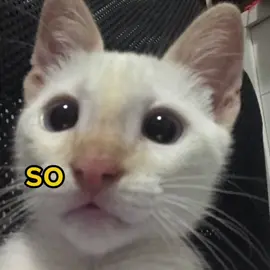 #voiceacting #funny #cute #meme #cats 