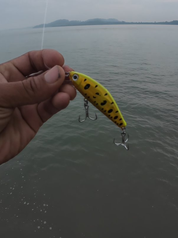 Gewang untuk memancing ikan siakap kerapu barakuda boleh.