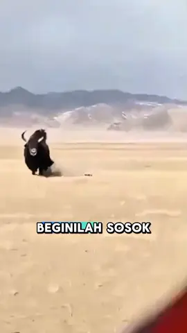 YAK Liar,Banteng asli himalaya besar,agresip❗❗❗😲😱AMAZING #edukasi #informasi #animals #banteng #yak_liar