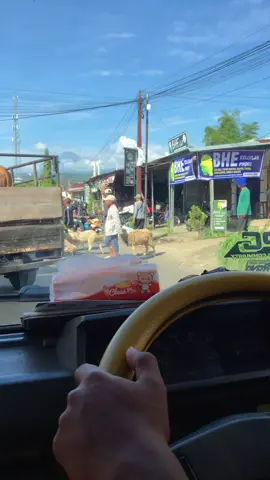 pasar hewan sukorejo pagi hari #peternakmuda #fyp #sapi #blantiksapi 