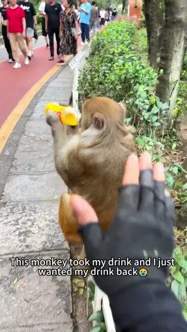 The monkey was scared #monkey #monkeys #monkeybaby #monkeyface #viralvideo #viral #funny #funnyvideos 