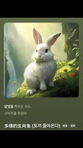 多情生肖兔（原唱完整版）