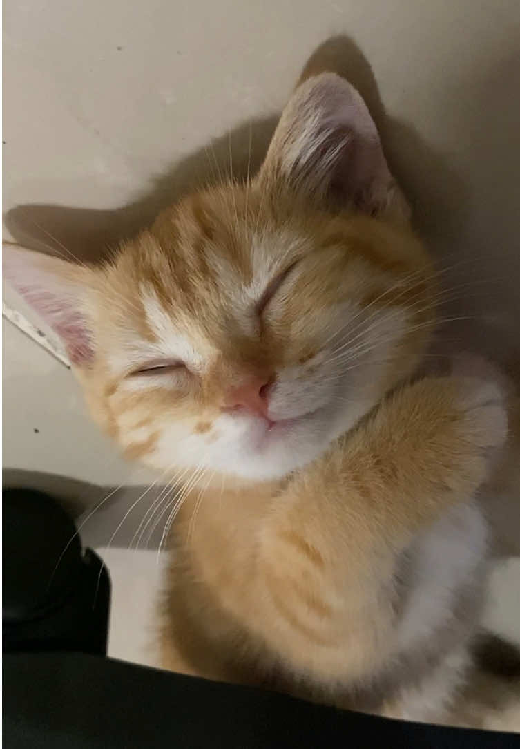 น่ารักจังเด็กดี #yuzumeow #cat #แมวส้ม 