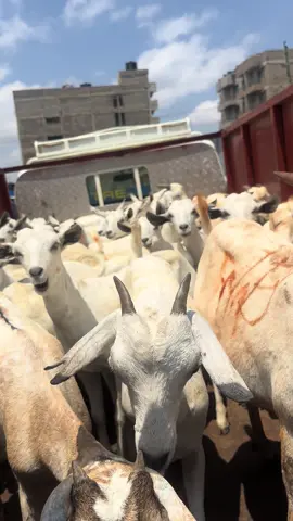 Another happy client just picked 35goats from our farm Sykimau each goats you see is 10,000 for more info contact us on WhatsApp +254115055449#agriculture#gallagoats#syokimau#Somaligoats#livestock #Somaligoats#urbanfarming #fyp #goatmarket #goatmarket #marketingdigital #gallagoatskenya #somaligoats #urbanfarming #viralvideos #marketingdigital #galla #fyp #fyp #galla #urbanfarming #gallagoatskenya #marketingdigital #marketingdigital #fyp #kenyafarming #viralvideos #goatmarket#goatsforsale#agriculture#agriculture#livestockbusiness