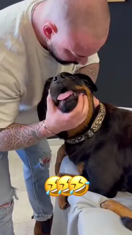 🤣🤣 #dog #cat #voiceover #funny #animals 