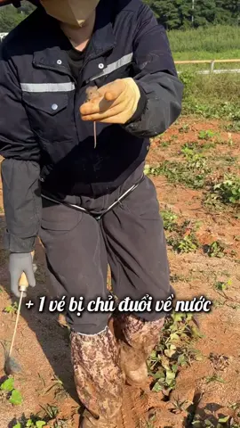 Về nước gấp #xuhuong #korea 