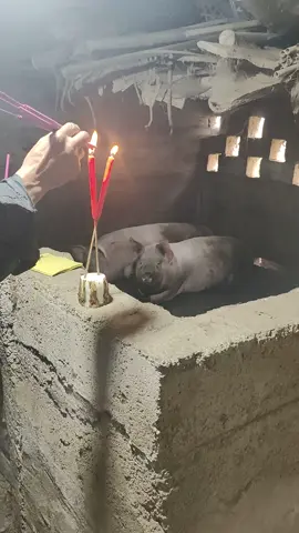 Liệu hai đứa có biết ngày hôm đó mình sẽ không còn thấy mặt trời ngày mai #khoanhkhacdangyeu #petcute #heo 