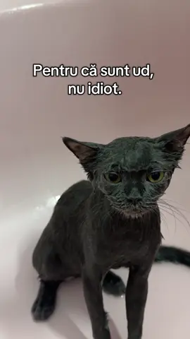 Baie făcută. Relație distrusă. 💔🧼😾#gicuthecat #catsoftiktok #catsoftiktok #funnycats #fyp @Alexandra @Cazan Dragoș @𝐓 