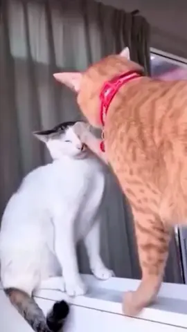 funnycats😂😂#funnycat #funnyvideos #cutecat #viral_video 