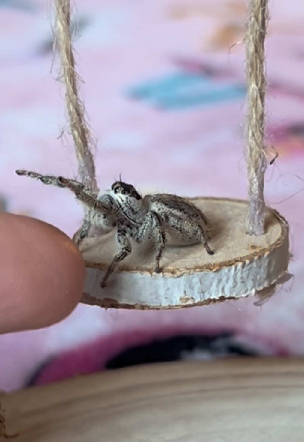 she’s pretty slow when she’s not in x5 speed 😅 #jumpingspider #jumpingspideroftiktok #spiderpet #hylluswalckenaeri #phidippusregius 