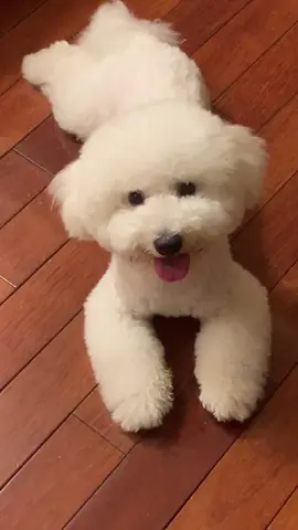 當馬麻只是看著我….#比熊 #比熊日常 #小狗 