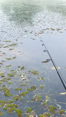 mancing nila di embung ikannya banyak banget!! #storymancing #mancing #mancingliar #mancingikan #nila 