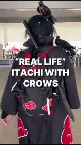 【🦅🔥 Real-Life Itachi Uchiha Spotted! 🔥🦅】 Cosplay taken to the next level — a man was seen cosplaying Itachi Uchiha with not one, but TWO real crows by his side! 😱 At first glance, you’d think they’re props… but step closer and you’ll realize these crows are 100% real. 🦅 Apparently, he raised them since they were young, creating the ultimate Itachi cosplay masterpiece that looks straight out of Naruto. 🌀 Netizens are calling it: “ Itachi in real life!” 🙌 #ItachiUchiha #Naruto #CosplayGoals #AnimeInRealLife #Itachi   