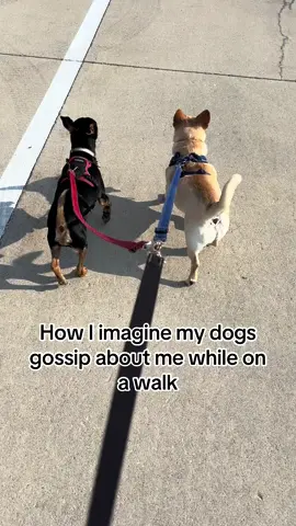 #dogsoftiktok #dogs #puptiktok #gossipgirlhere #puptiktok 
