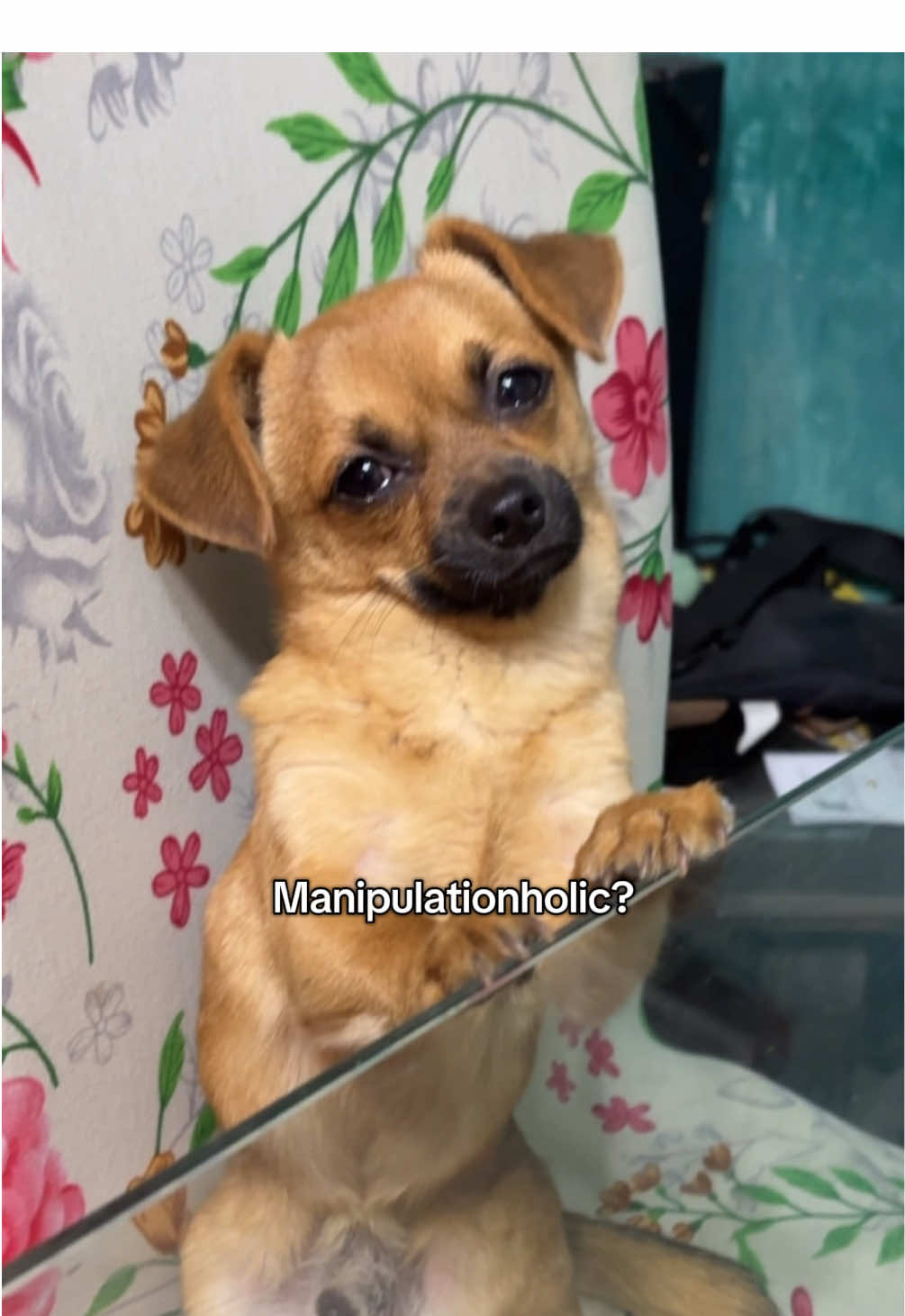 O quizás solo es muy tierno y perfecto 