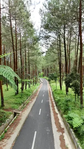 Ayo ajakin orang tersayang ke pinusan sini! Tag orangnya😍 📍Lokasi : (Bukit Selfie)  brongkol, Tegal, Ropoh, Kec. Kepil, Kabupaten Wonosobo, Jawa Tengah.  🔎Maps : Bukit Selfie 📸Butuh dokumentasi saat liburan? Pakai drone? Bisa banget🚁 🏡Bingung nyari villa/homestay buat liburan sama keluarga? Langsung dm ya☺️ 🚖Pengen liburan sambil naik jeep? Yuk buruan pesan sekarang juga😉 #wisatamagelang #placetogomagelang #placetogojogja #telomoyo #wisatatelomoyo 