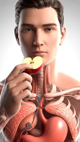 Inside your gut: #3D animation of apple digestion #HumanBody #3DAnimation #MedicalAnimation #DigestiveSystem           
