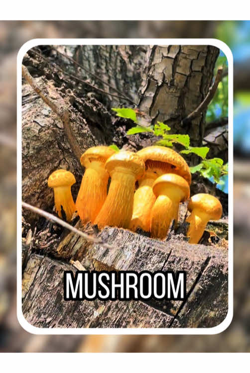 What kind of mushroom is this? #usa #popular #usa_tiktok #america #mushroom #fyp 