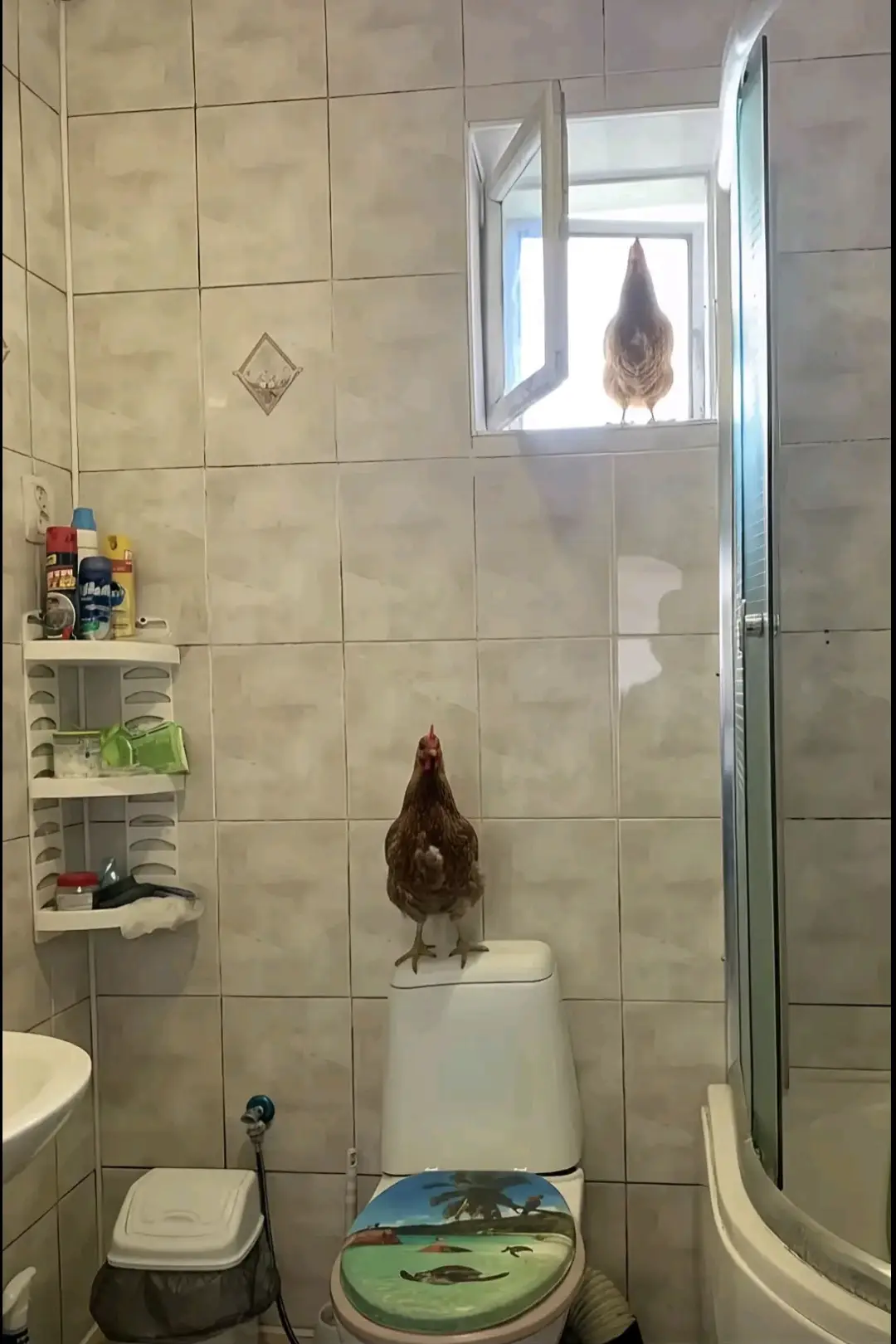 im sorry chicken #chicken #mamacry #sorry 