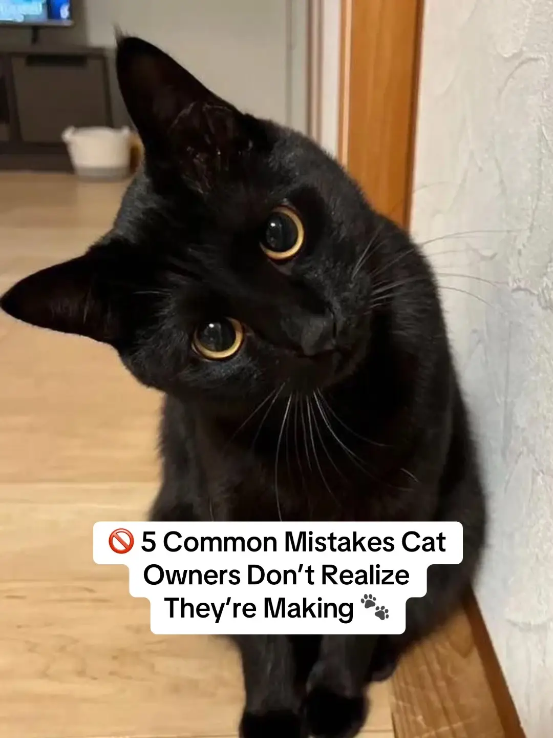#catsoftiktok #catlover #catlover #cattok 