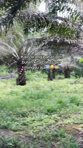 #bismillahfyp #masukberanda #petanisawit #sawit #fyp 