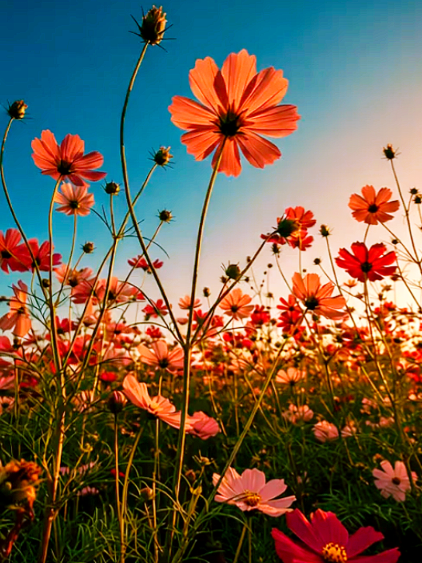 ~癒やしのコスモス~ Healing Cosmos @癒やし~Healing~ 👈癒やしの風景 #癒し #花 #コスモス 