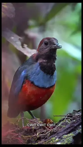 Pariwisata bukan hanya soal ke mana kita pergi, tapi juga bagaimana kita menjaganya. Di Hari Pariwisata Dunia, mari rayakan keindahan Indonesia, dari gunung dan danau, budaya dan warisan, hingga laut dan faunanya, sambil memastikan semuanya tetap lestari untuk masa depan 🌿✨ Cr/IG: danielkordan, ahmad_ilysn, teukuaufaq, faishalikhsan, maya_carpinelli, barrykusuma, darusmn_, aamirudinn 📍 Indonesia #HariPariwisataDunia #WonderfulIndonesia #PesonaIndonesia #WorldTourismDay 