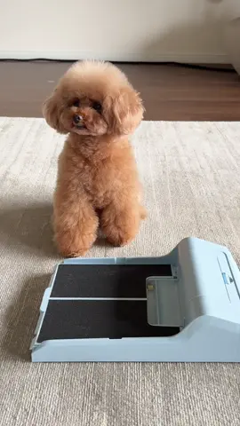 爪を研ぐとおやつがでてくるおもちゃ、試してみた😆#dog #foryou 