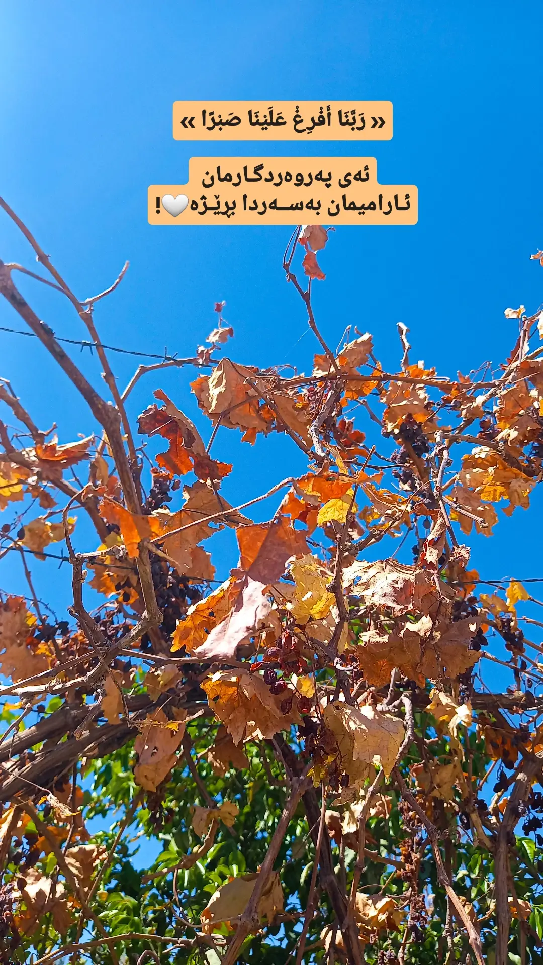 #وتەکانم🌚🖤 #وێنەکانم #جوانی_وتەکان #قورئان_ئارامی_دڵان🕋📿 