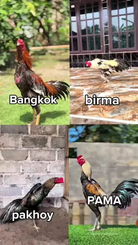 #ayamindonesia#pakhoy#pama #bangkok #birma 