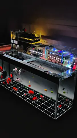 #A3FISH #orandafish #aquarium #orandagoldfish #ikankoki 