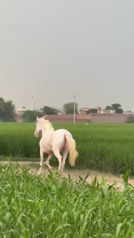 Wey chala mera haan meiya 👀#viral_video #nukra #horselove #horsevideo #ghora @MUNEEB @𝒜𝒬 @Ch Qayyam @🔱rai sohaib🇩🇪🔱 @aaqib.op1 @Muneebs_Shadow🇵🇰 @Sagheer Abbas Rind @itxabdullah 90 