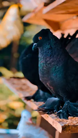 Black pori 😩##creatorsearchinsights ##viralvideo ##foryou ##foryoupage ##titkokofficialbangladesh 