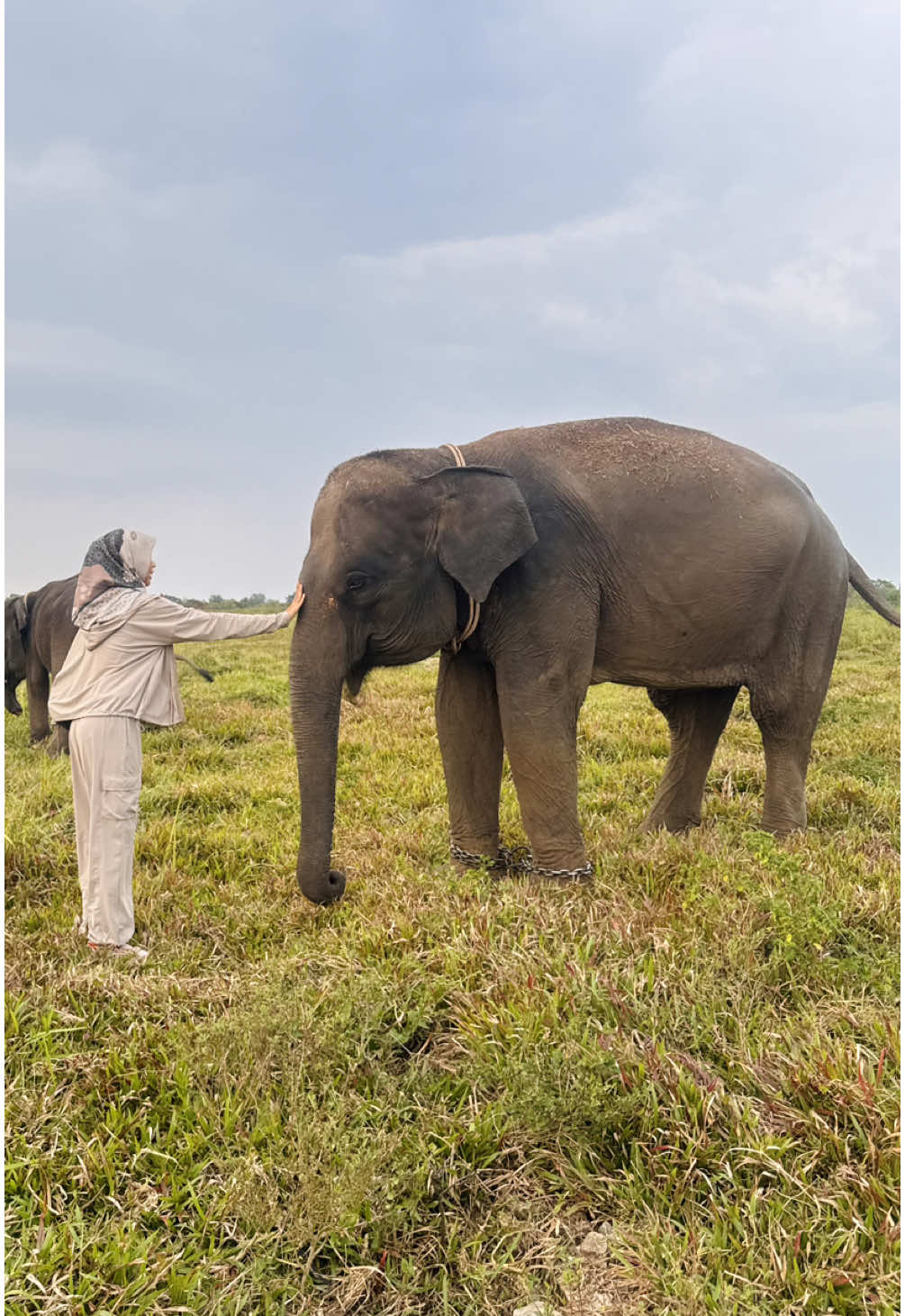 ✅ Wishlist fulfilled! - 🧕🏻Nisa ketemu Nisa 🐘 Setelah sekian lama, akhirnya bisa ketemu bareng si gemas Gajah Nisa, Erin, Mama Pleno, Nenek Kartijah, Karmila, Fitria (next slides) dan kawanan gajah lainnya di Taman Nasional Way Kambas (TNWK), Lampung.  Beruntungnya lagi, bisa ketemu baby Jermey anak mama Dita yang baru lahir pertengan Agustus 2025. Lucu banget!  Such a core memory! Taman Nasional Way Kambas (TNWK) adalah kawasan konservasi penting di Lampung, Sumatera, yang terkenal sebagai habitat utama dan tempat perlindungan bagi satwa langka seperti Gajah Sumatera dan Badak Sumatera. TNWK juga memiliki Pusat Konservasi Gajah (PKG) dan Suaka Badak Sumatera (SRS) untuk program penangkaran dan pelatihan. Ekosistemnya meliputi hutan rawa dan hutan hujan dataran rendah, menjadikannya salah satu Taman Warisan ASEAN yang berharga. 🤍🐘💚 #WishlistChecked #lampung #NisaTheElephant #lampungtimur #explorelampung #Jermeygajah #CapCut #viral  #fyp #foryoupage #WayKambas #GajahSumatera #CriticallyEndangered #Konservasi #TNWK #HealingTime #waykambas #lampung #gajahnisacore #jermey