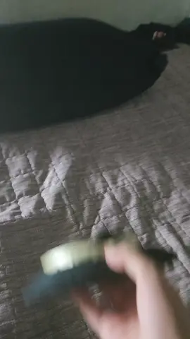 こいしをとてもかわいがる #こいし #fyp #추천